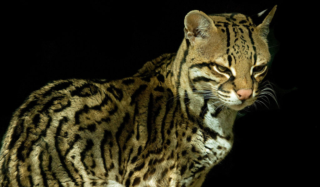 What are the physical traits of an ocelot?