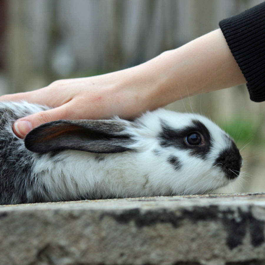 What are the rules for petting a rabbit?
