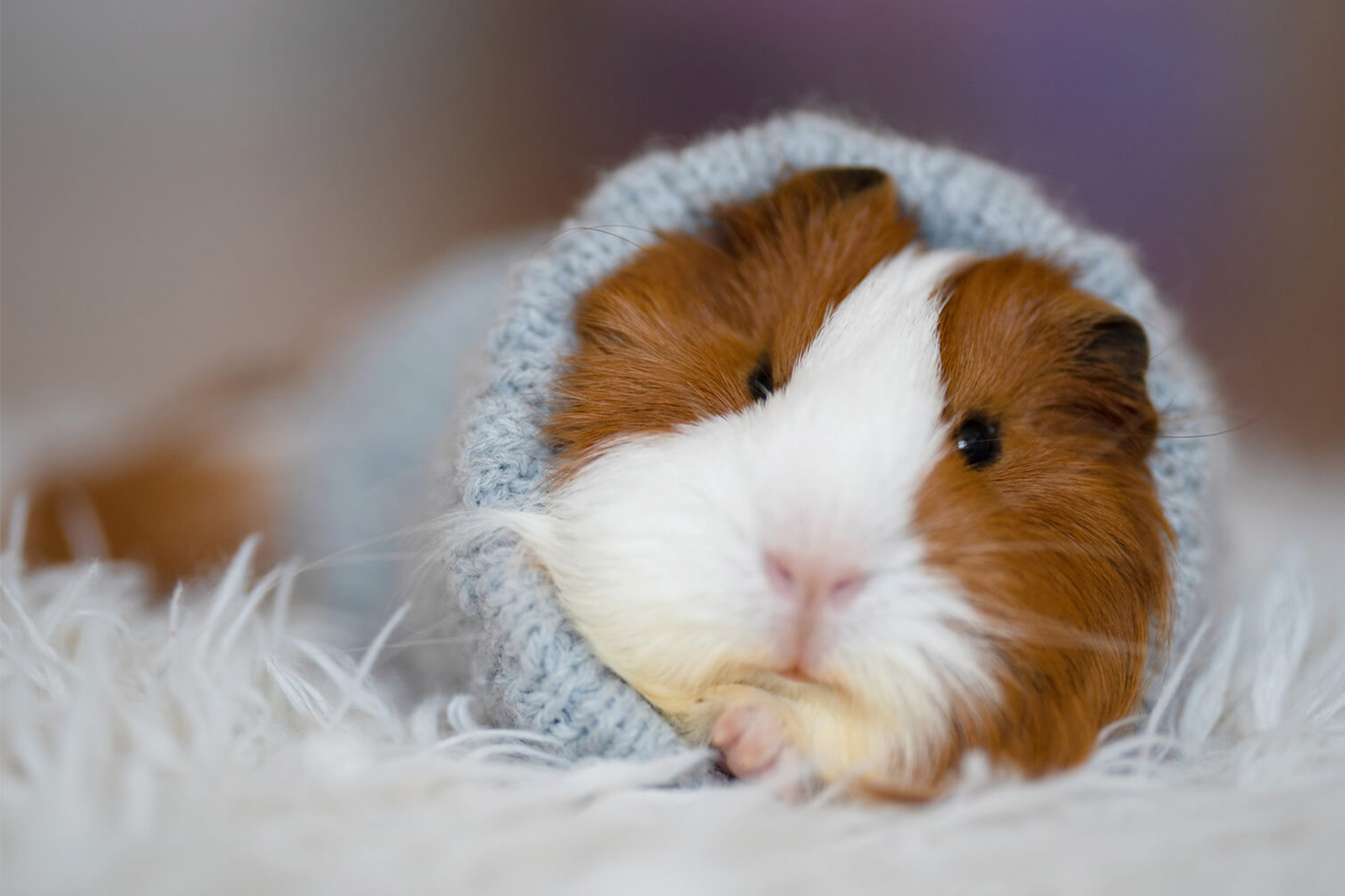 What are the signs of a guinea pig dying?