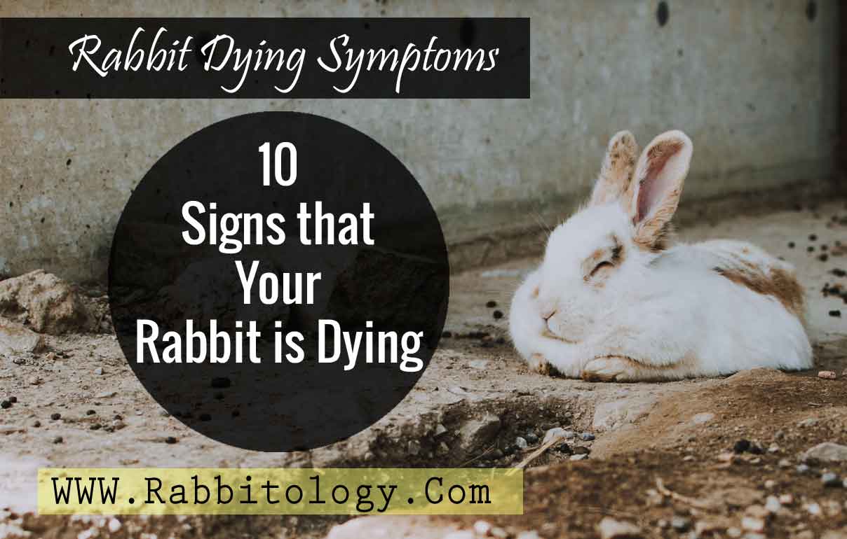 What are the signs of a rabbit dying?
