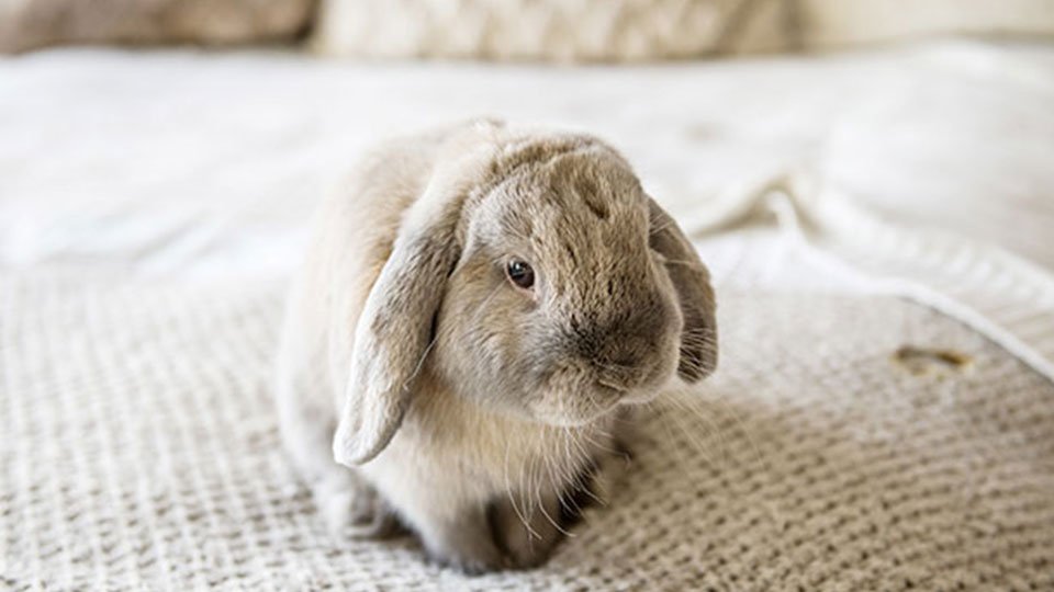 What are the signs of deafness in rabbits?