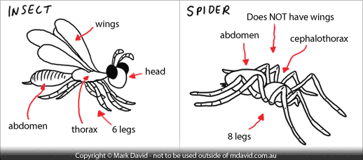 What are the similarities between a spider and an insect?