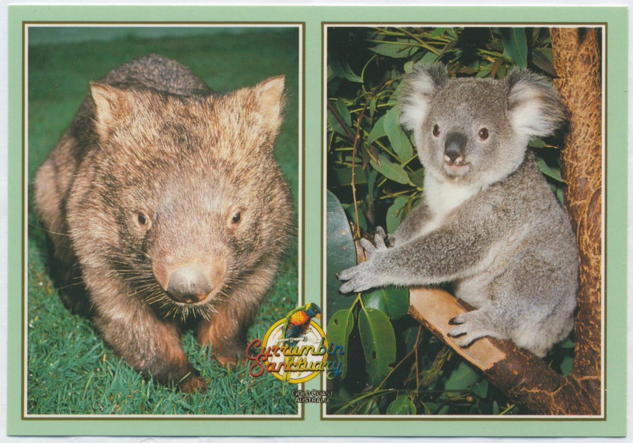 What are the similarities between koalas and marsupials?