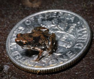 What are the smallest vertebrate animals on Earth?