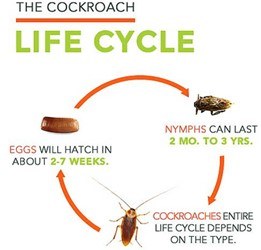 What are the stages of reproduction in cockroach?