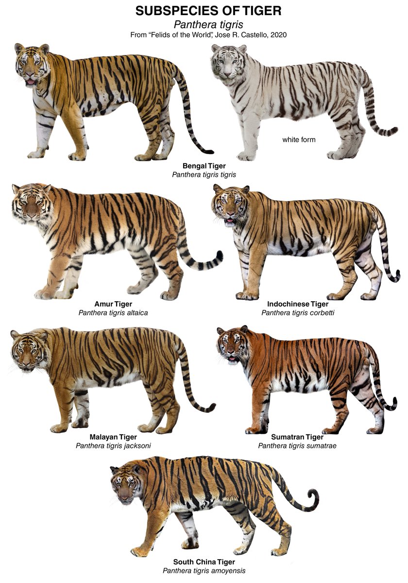 What are the subspecies of a tiger?