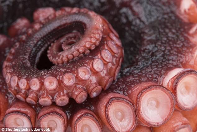 What are the suckers on octopus tentacles?
