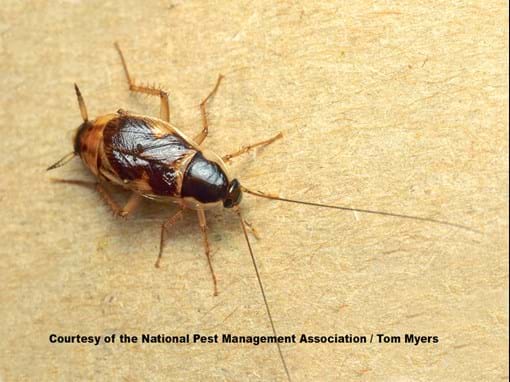 What are the symptoms of a brown-banded cockroach infestation?