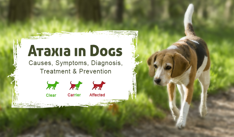 What are the symptoms of ataxia in older dogs?