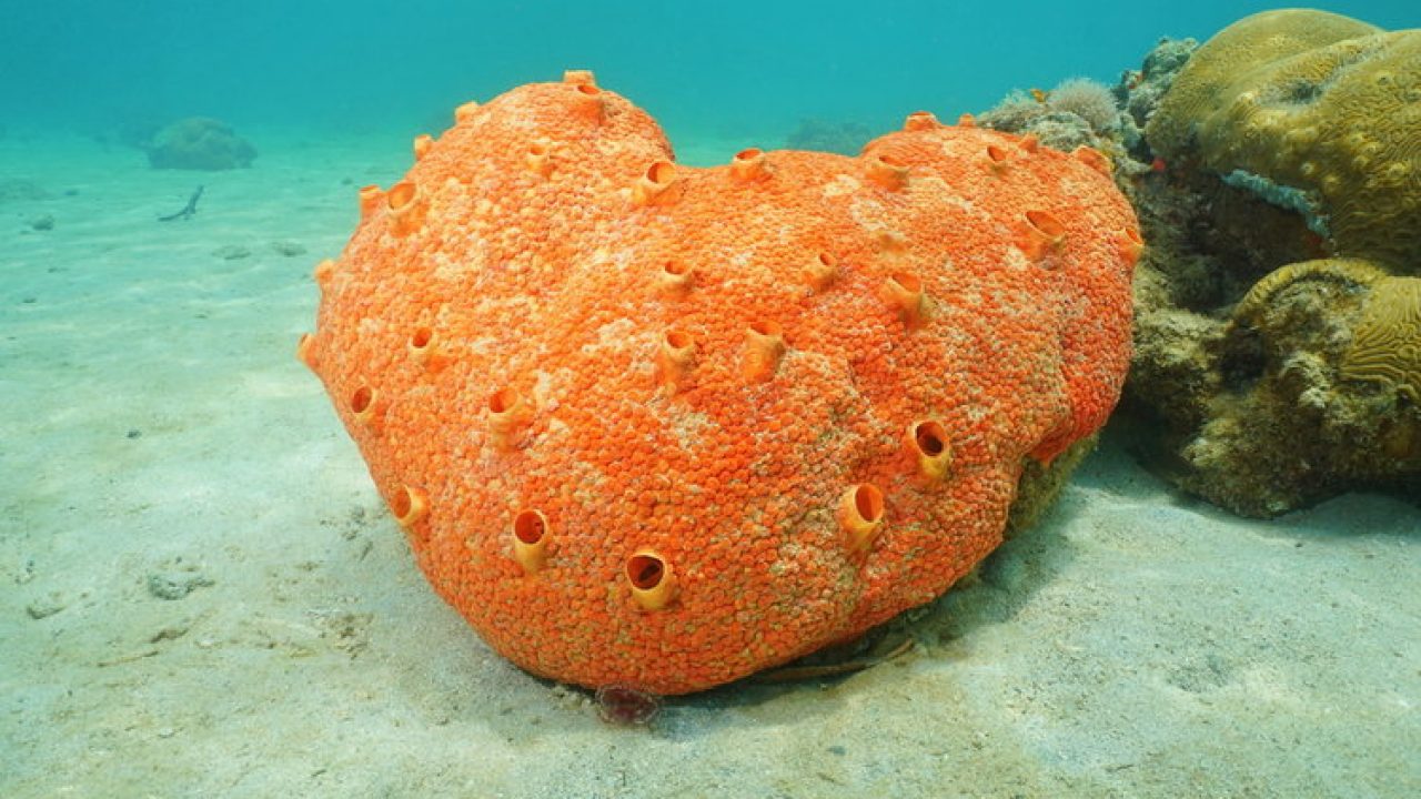 What are the symptoms of sea sponges?