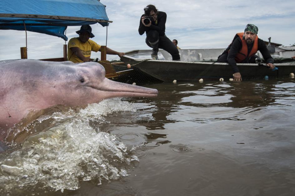 What are the threats to the river dolphin?
