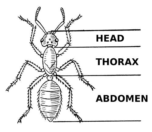 What are the three main parts of an insect?
