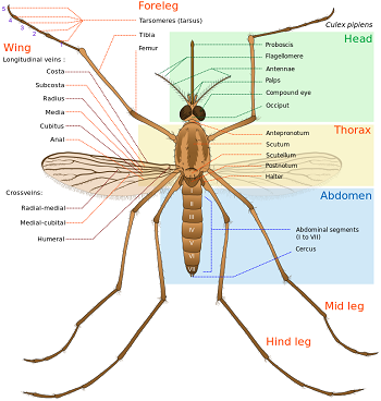 What are the three parts of the Mosquito's body?