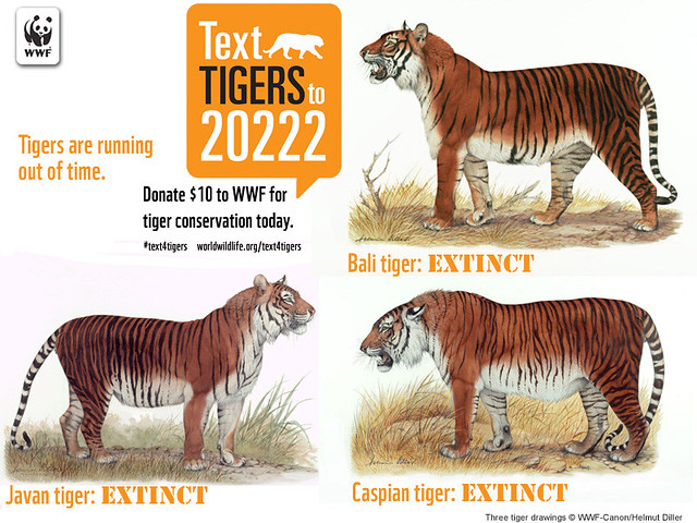 What are the three subspecies of the tiger?