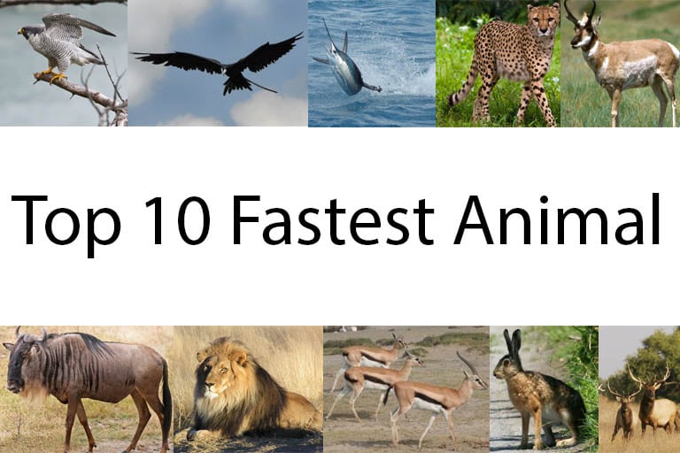 What are the top 10 fastest animals in the world?
