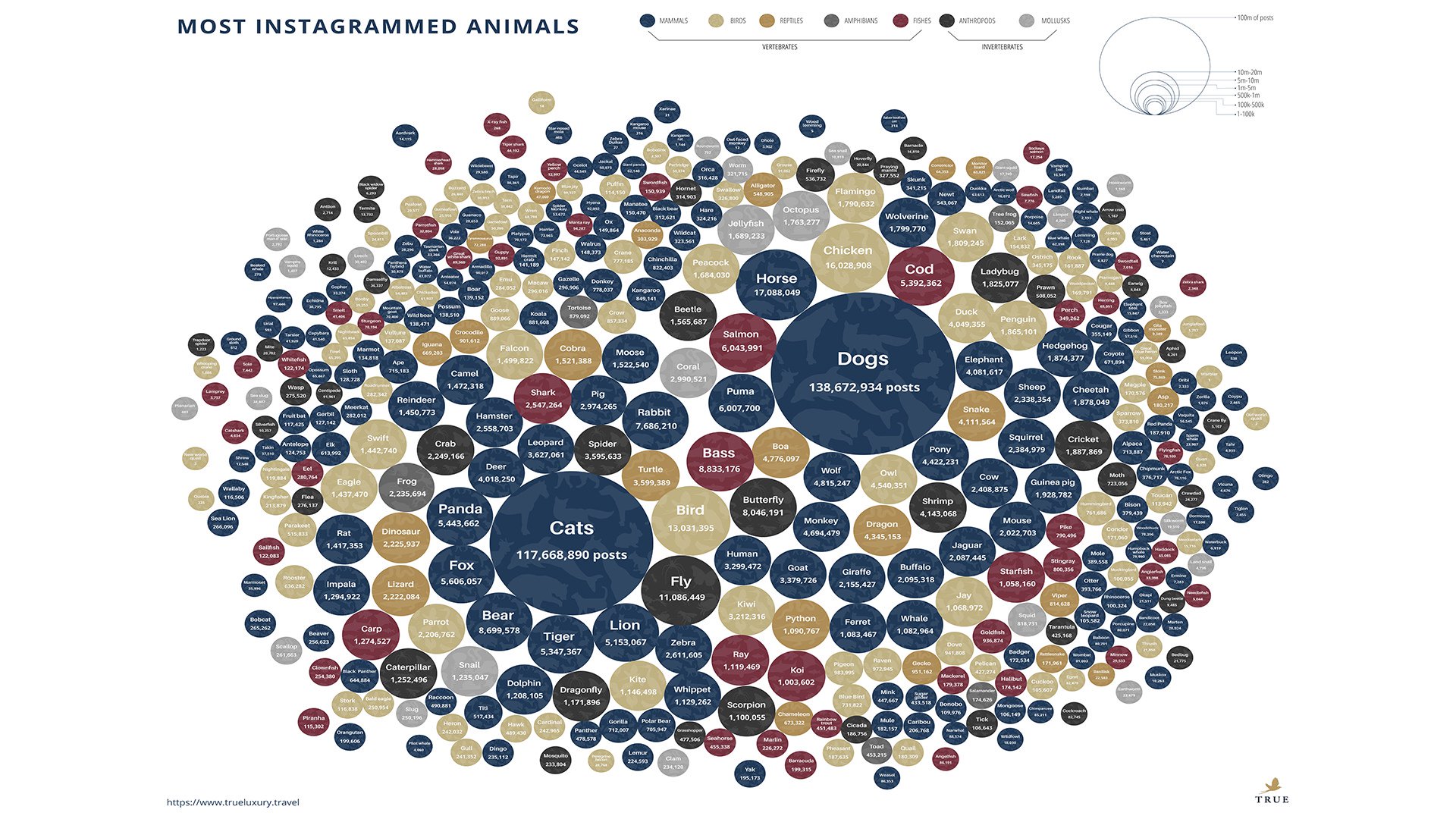 What are the top 10 most common animals in the world?