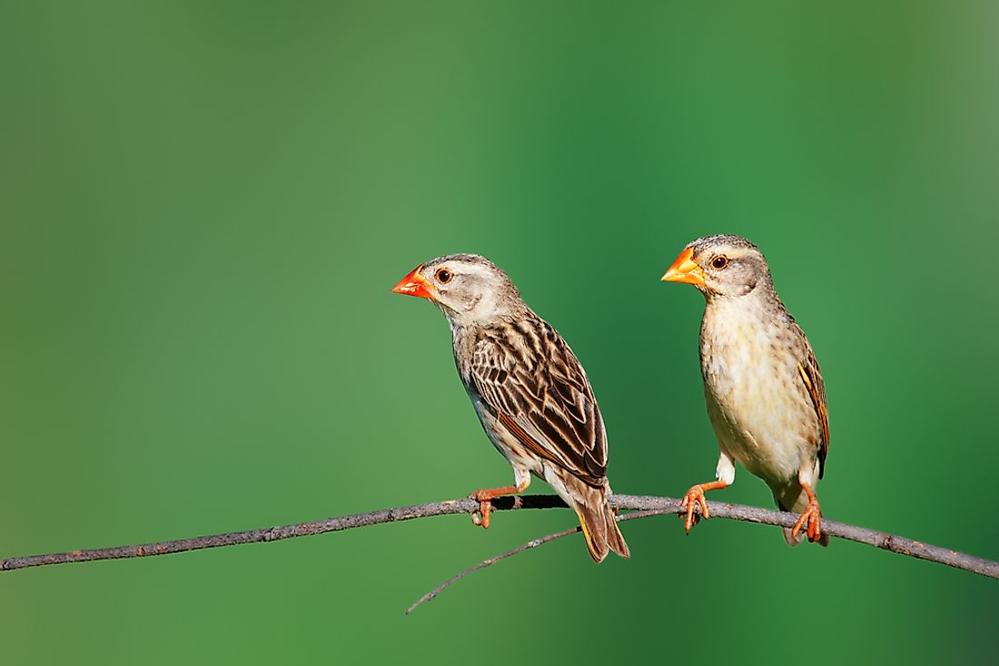 What are the top 10 most common birds in the world?