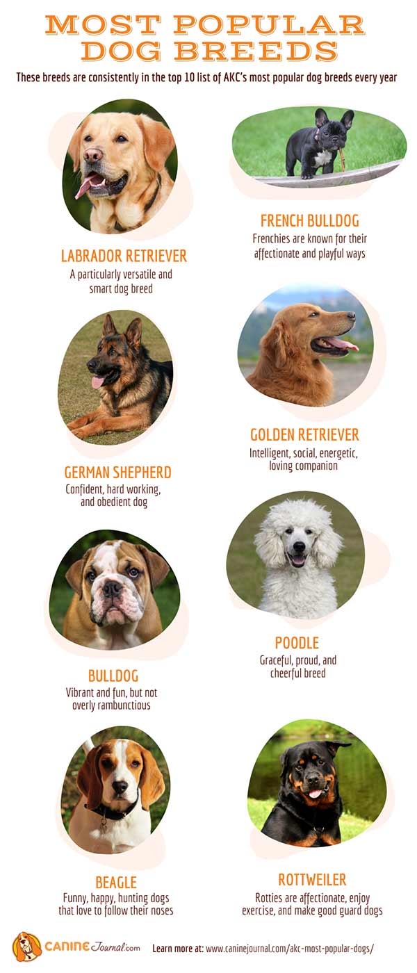 What are the top 10 most popular breeds of dogs?