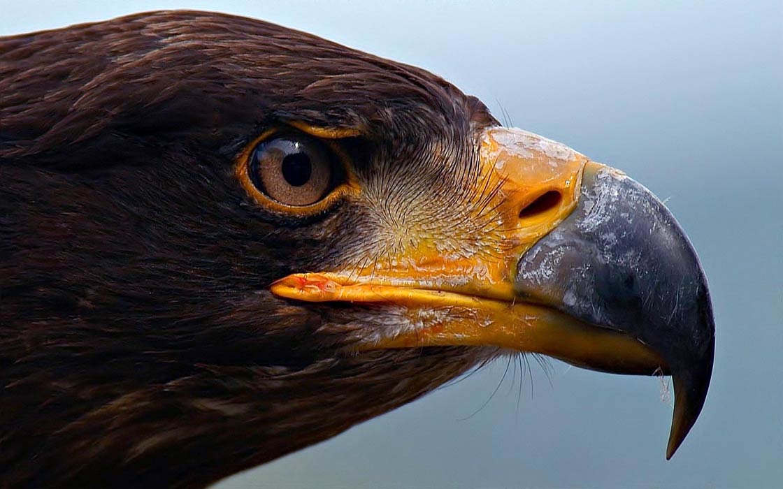 What are the top 10 most powerful birds of prey?