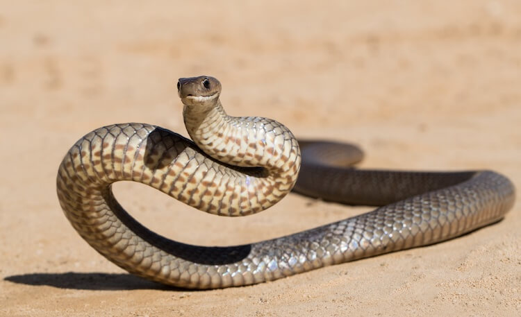 What are the top 10 most venomous snakes in the world?