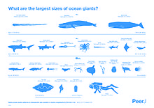 What are the top 3 largest animals?