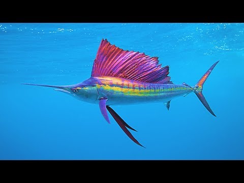 What are the top 5 fastest sea animals?