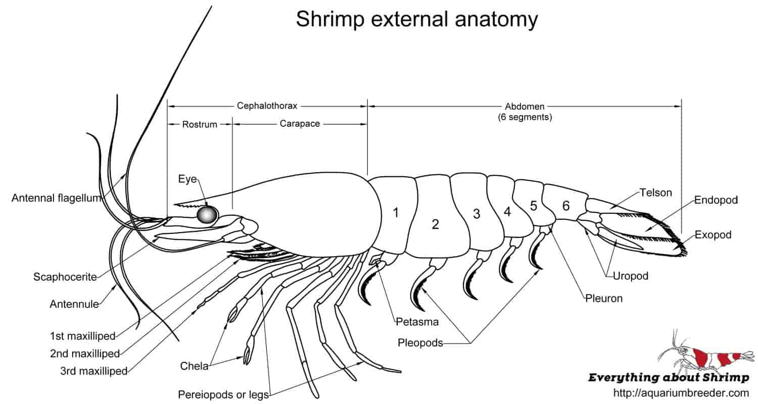 What are the two components of the shrimp body?