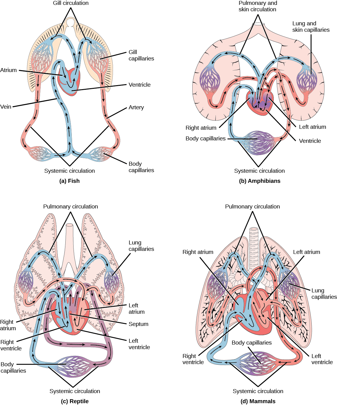 What are the types of circulatory system?