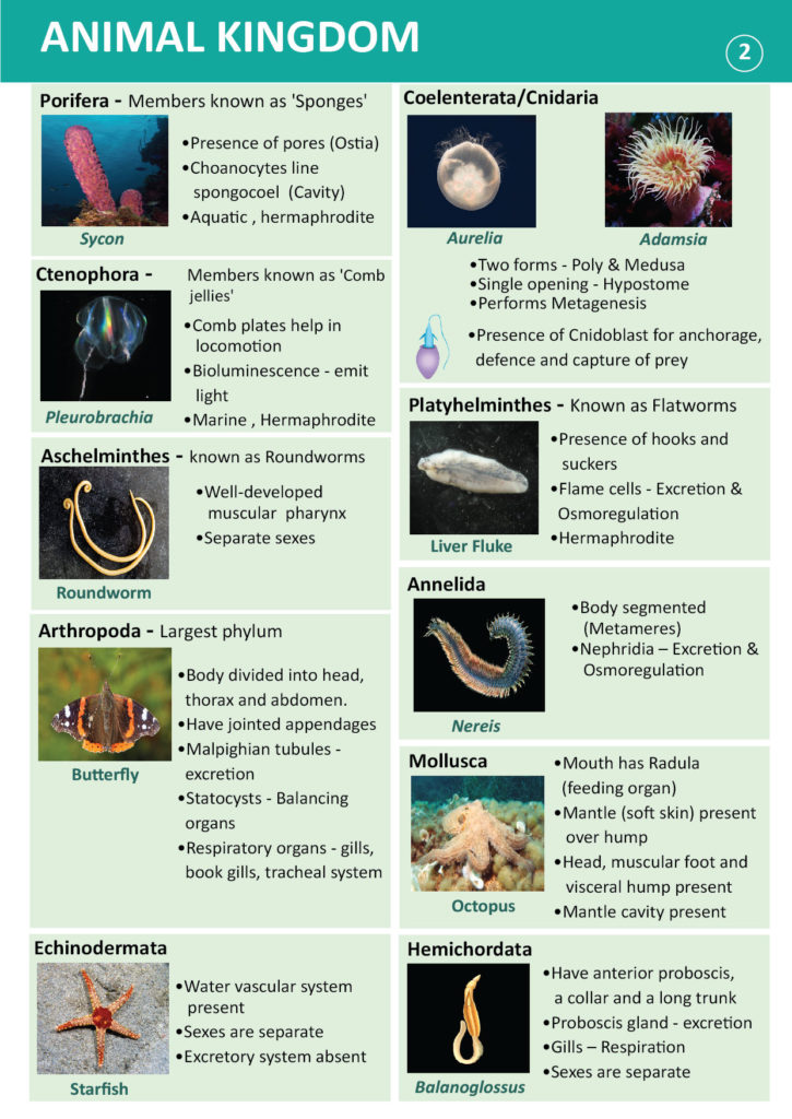 What are the unique features of sponges Class 11?