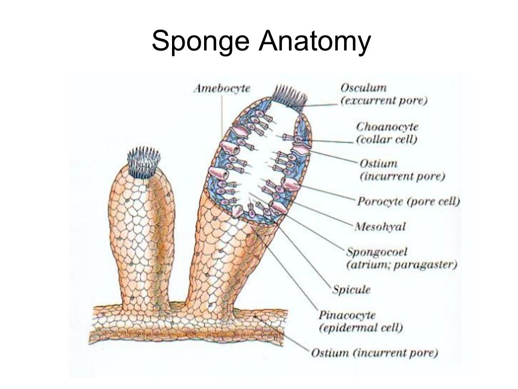 What are the unique features of sponges?