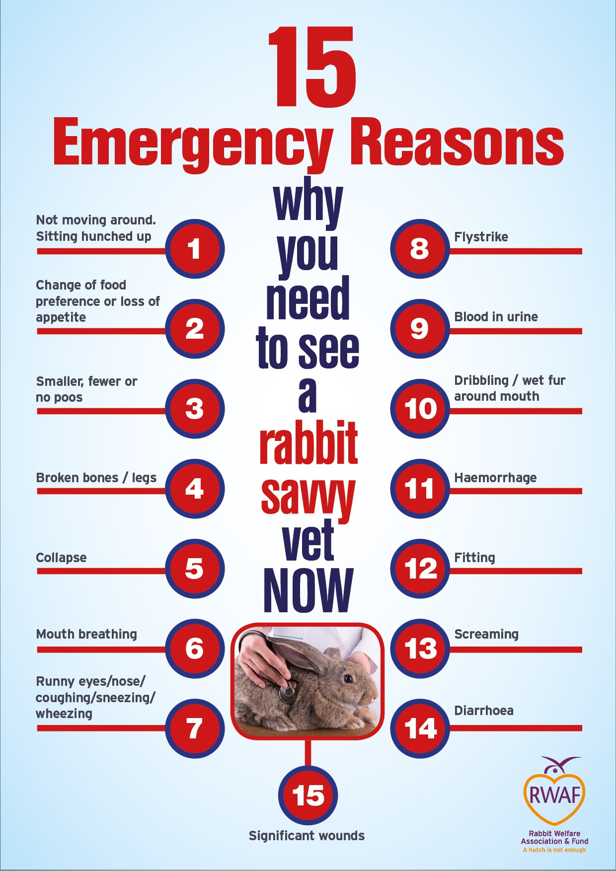 What are the vital signs of a healthy rabbit?
