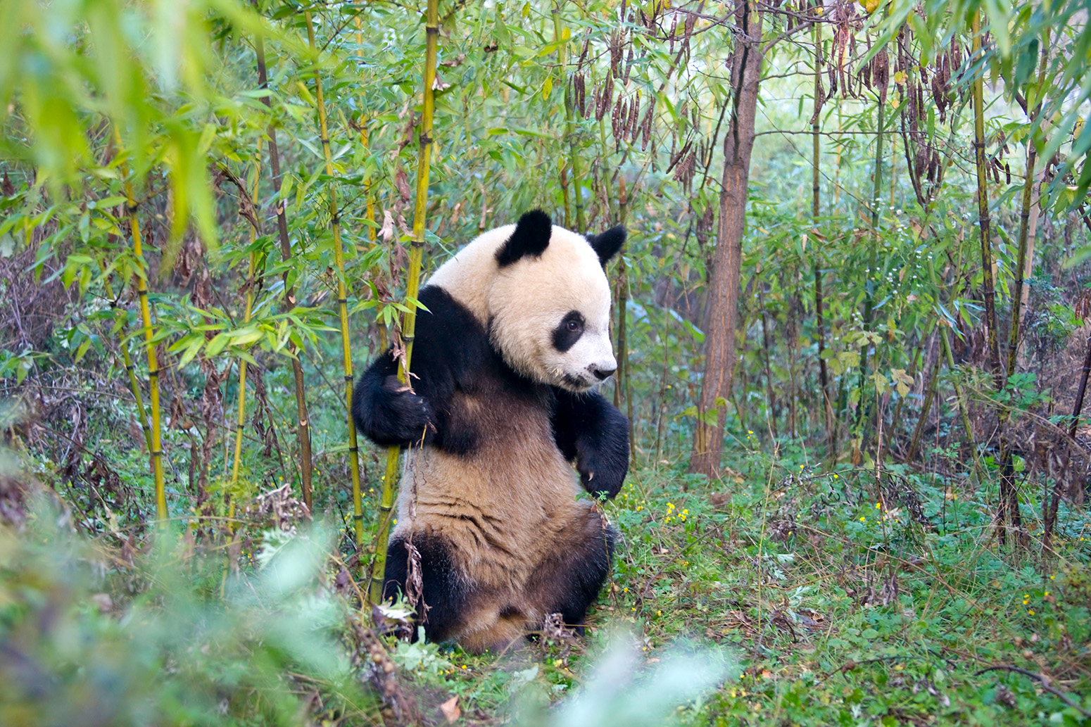 What are threats to giant pandas?