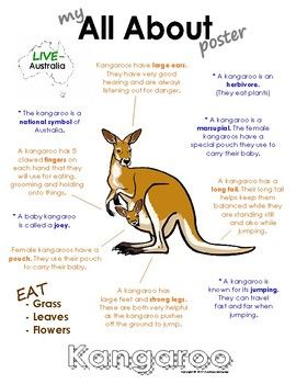 What are three interesting facts about a kangaroo?