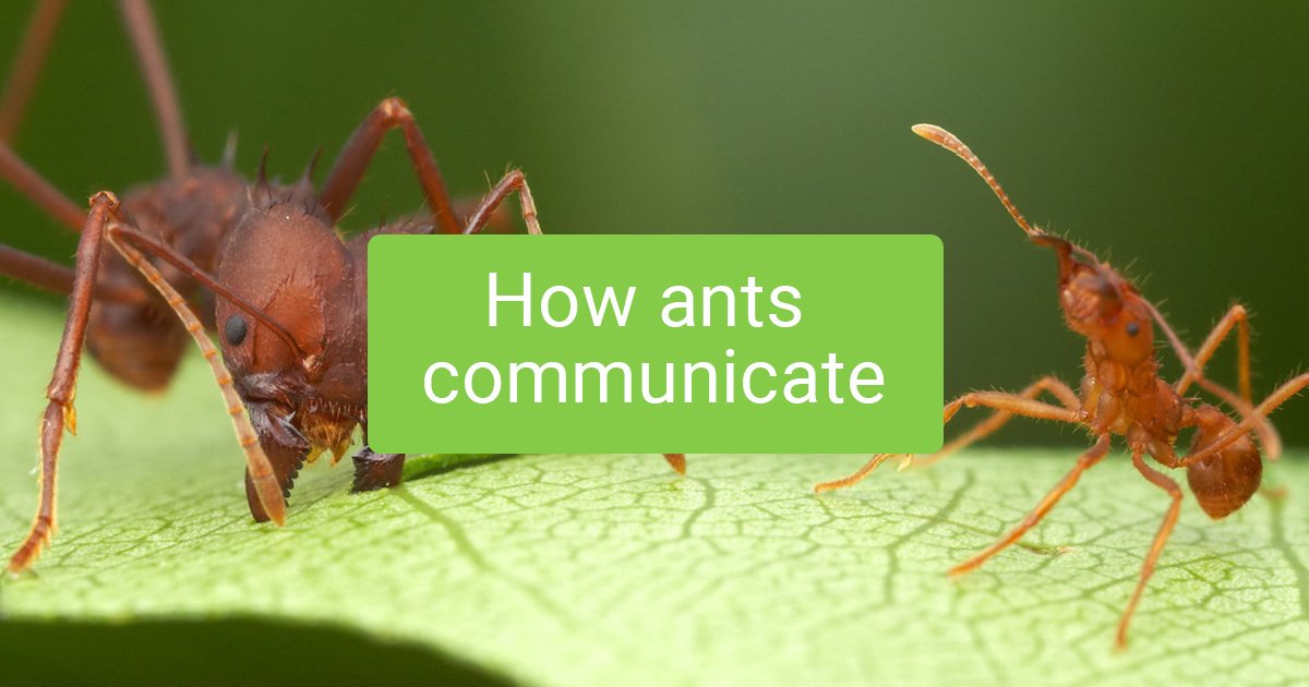 What are three ways ants communicate?