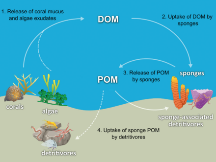 What are three ways sponges reproduce?