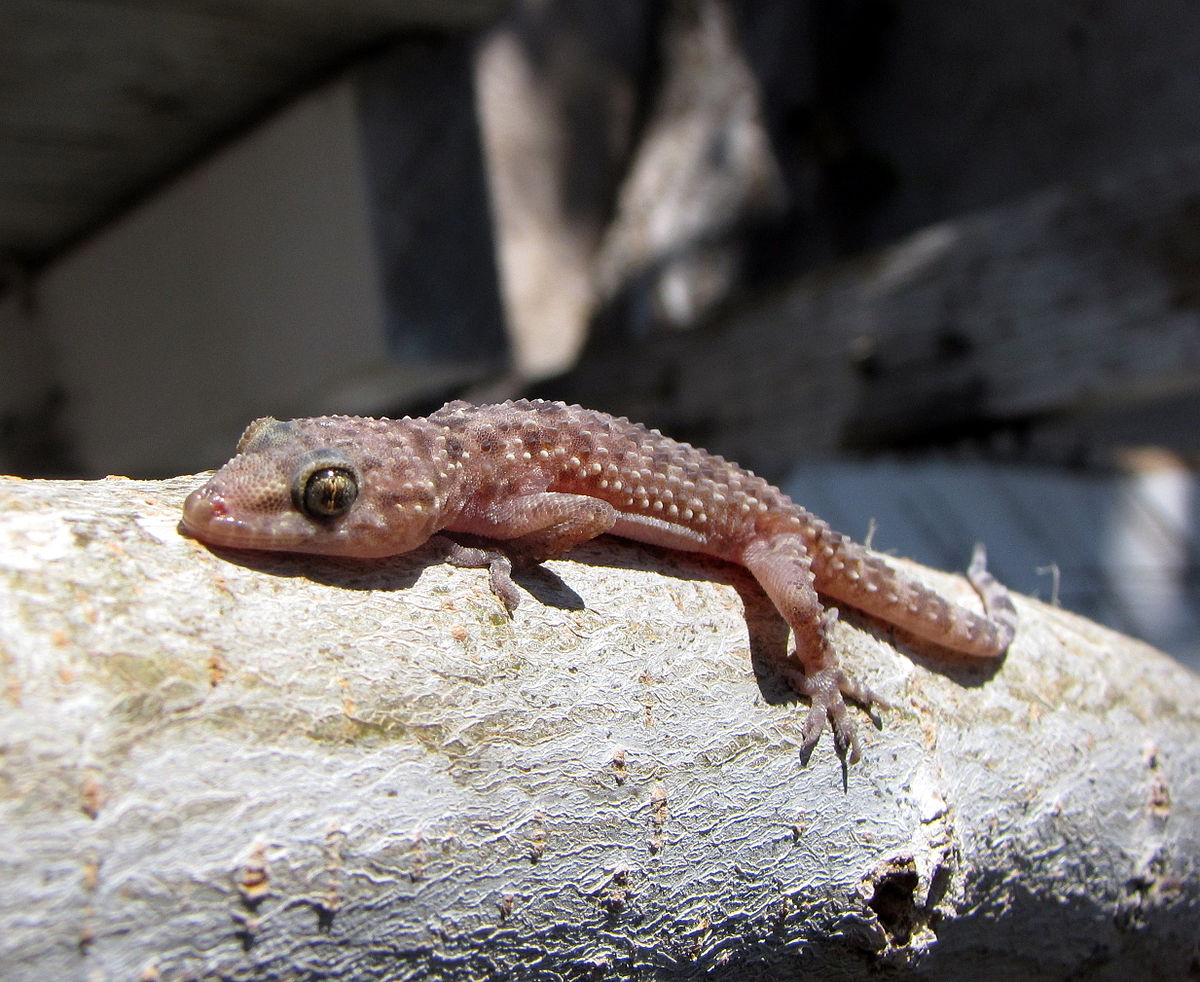 What are tiny geckos called?