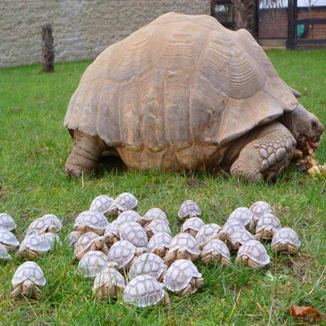 What are tortoises babies called?