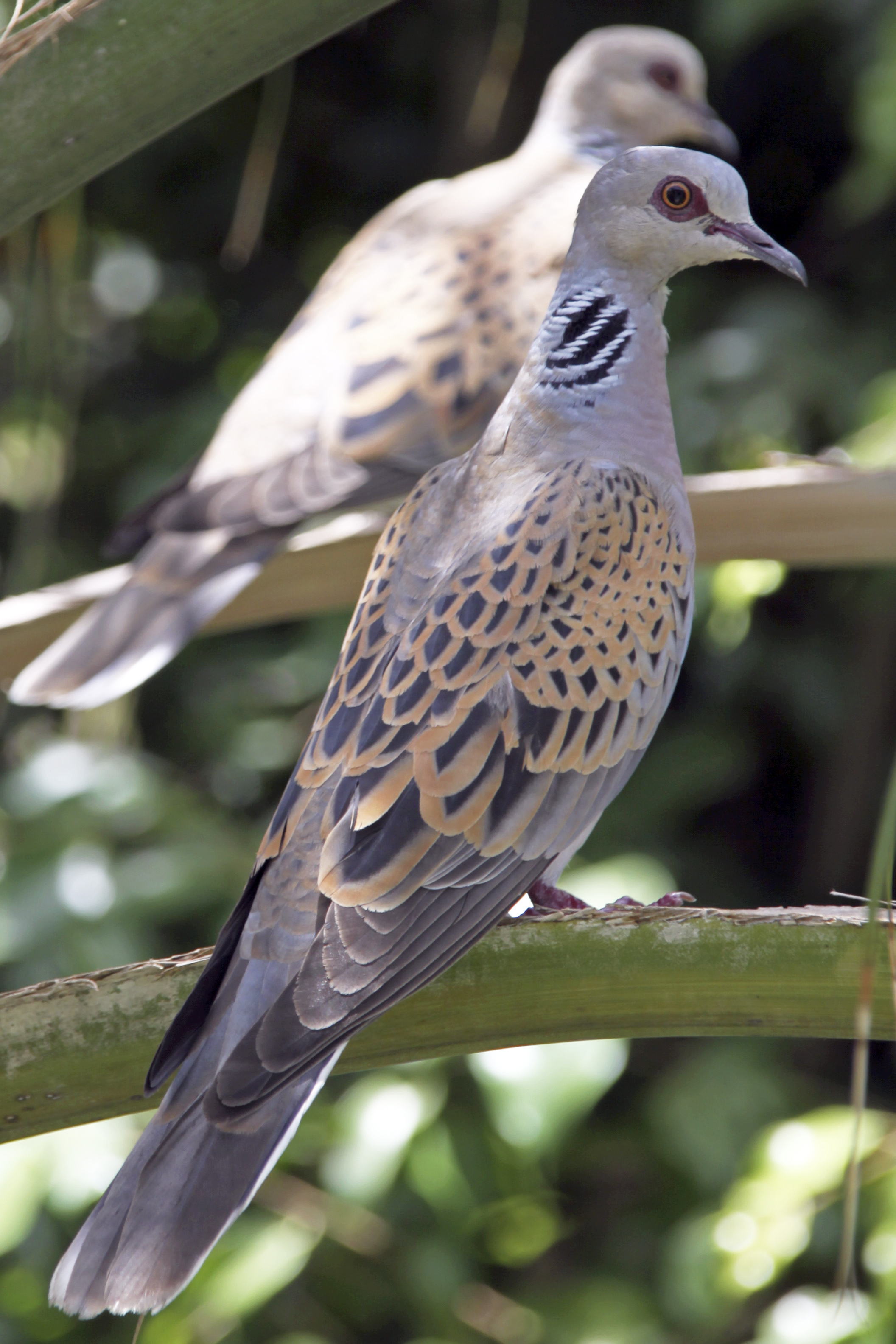 What are turtle doves called?