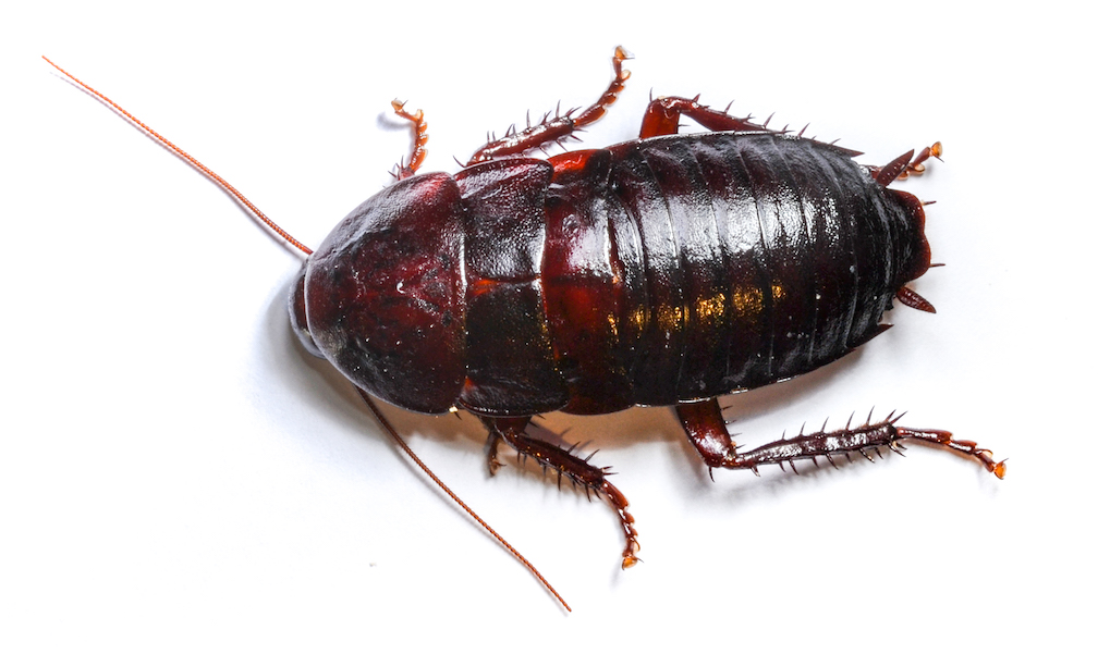 What are wood roaches attracted to?