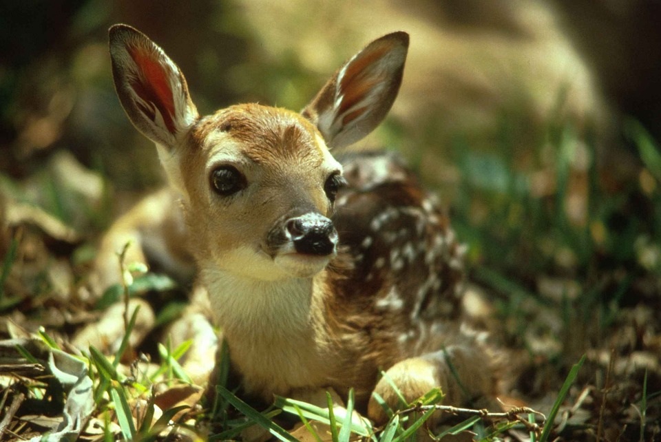What are young deers called?