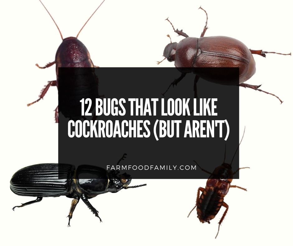 What beetles look like cockroaches?