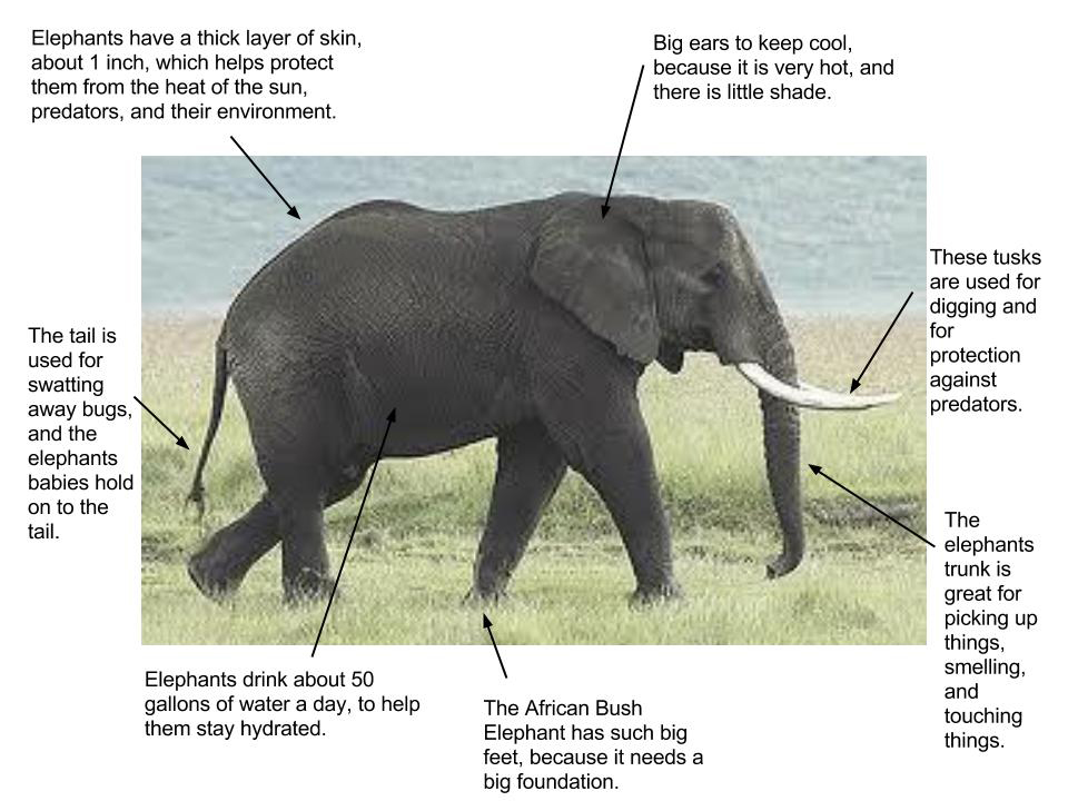 What behavioral traits do elephants have?