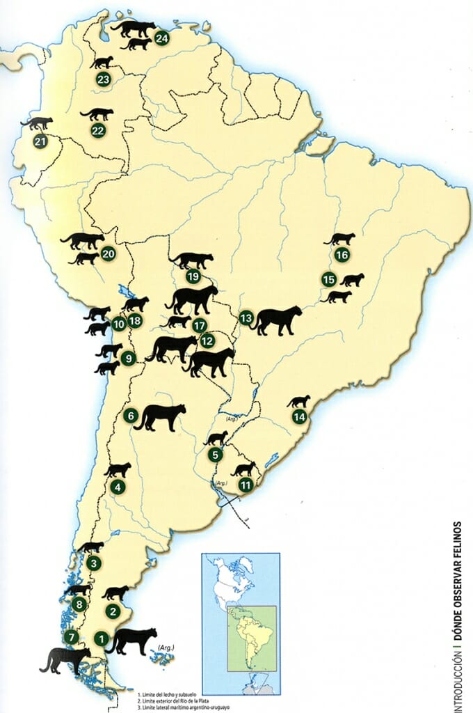 What big cat is found in South America?