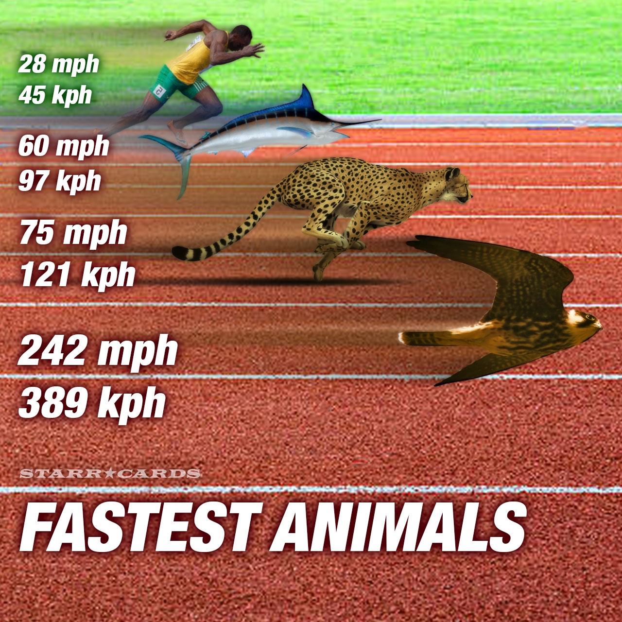 What bird is faster than a cheetah?