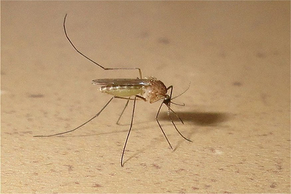 What body part do mosquitoes eat?