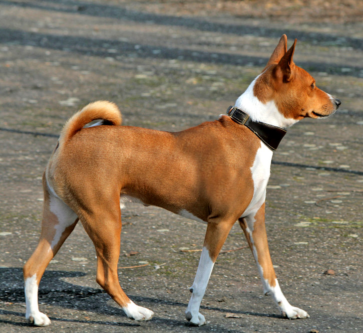 What breeds are a Basenji?
