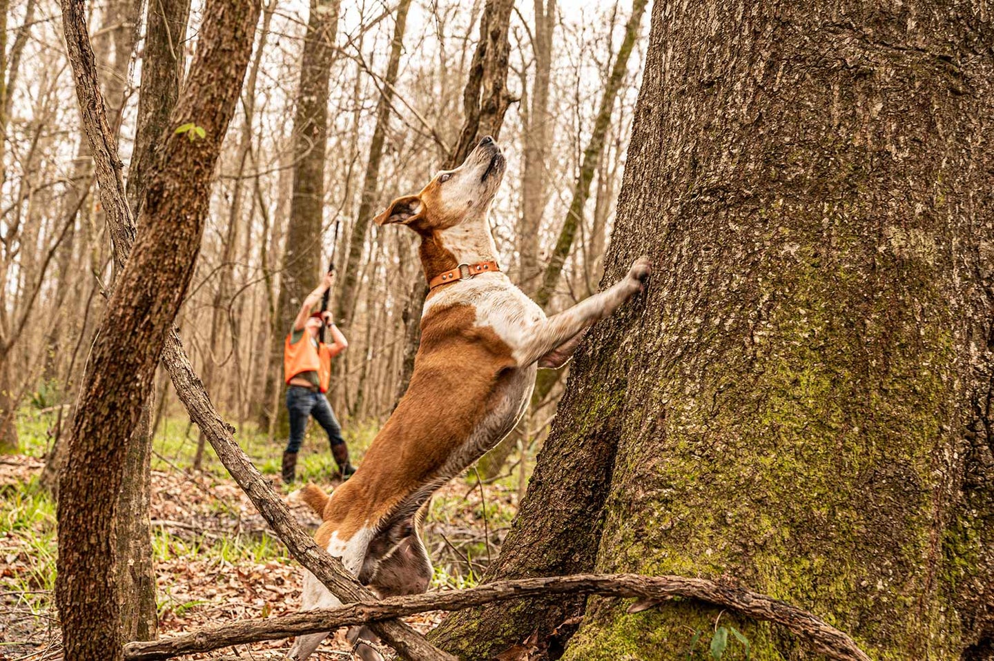 What breeds of dogs are used for squirrel hunting?