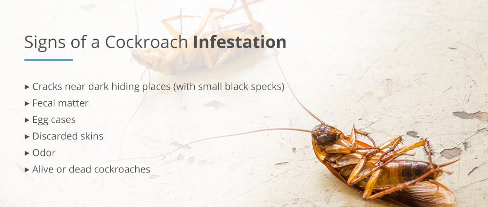 What can a roach infestation do to your health?