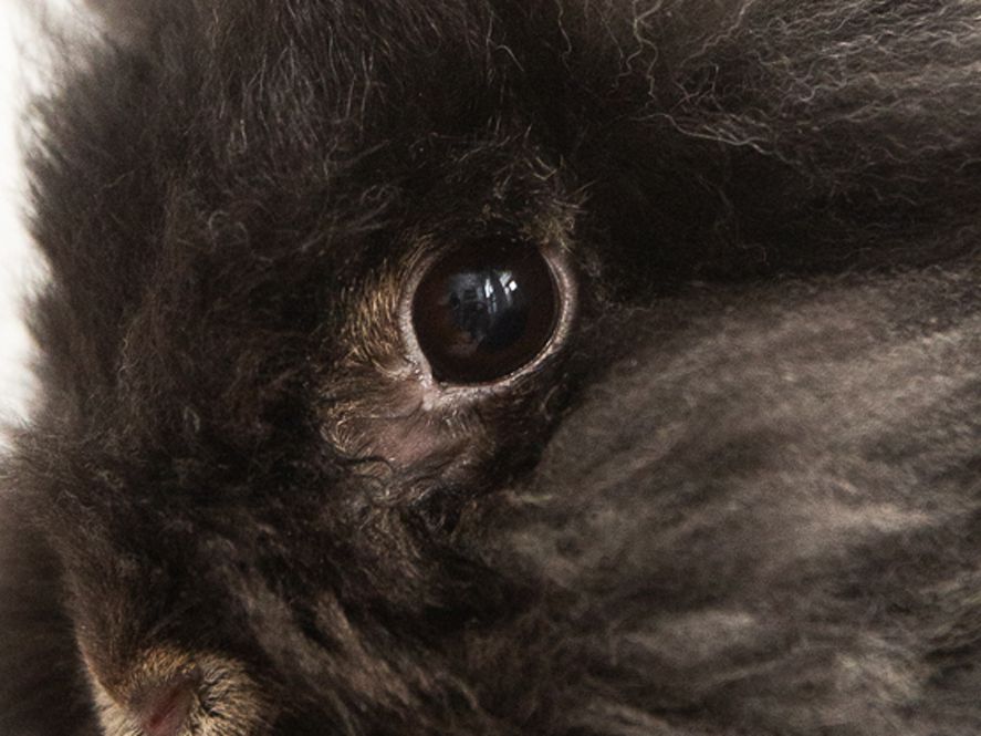 What can cause eye problems in rabbits?
