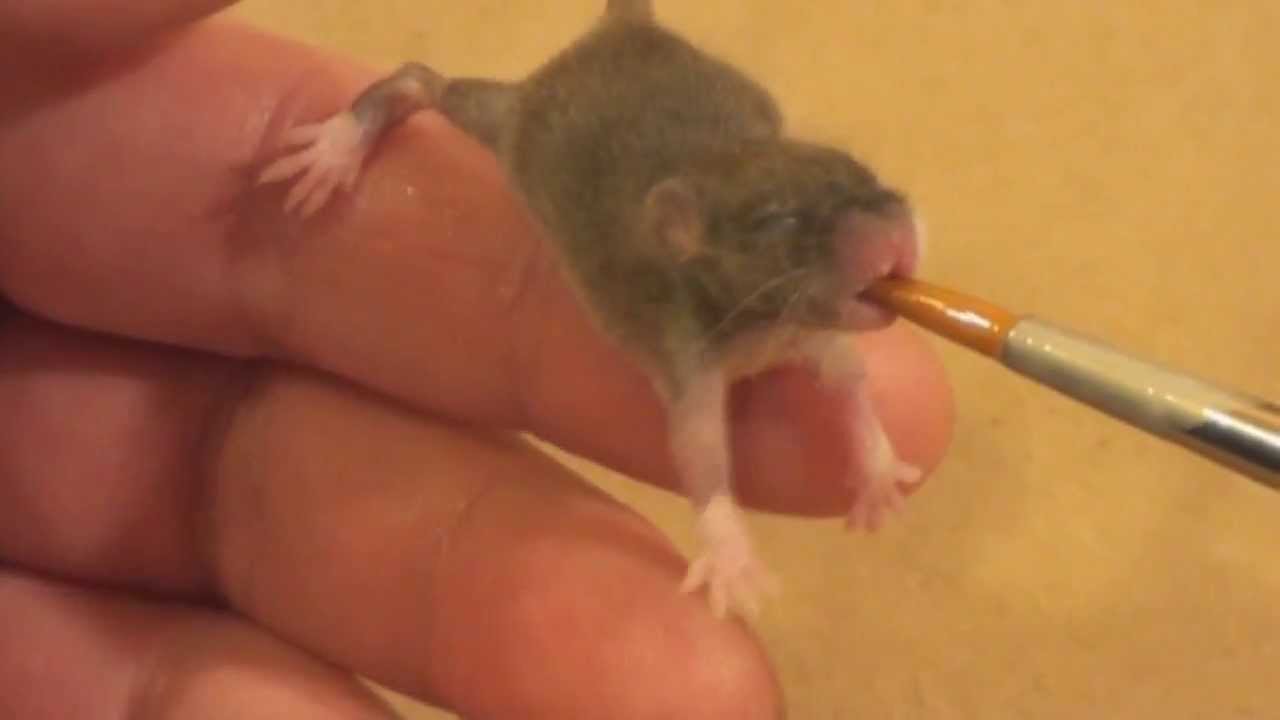 What can I feed a baby mouse I found?